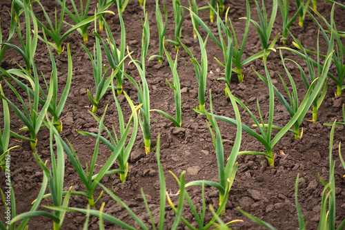 Organic horticulture.  Garlic plantation. Rows of plants in the field.