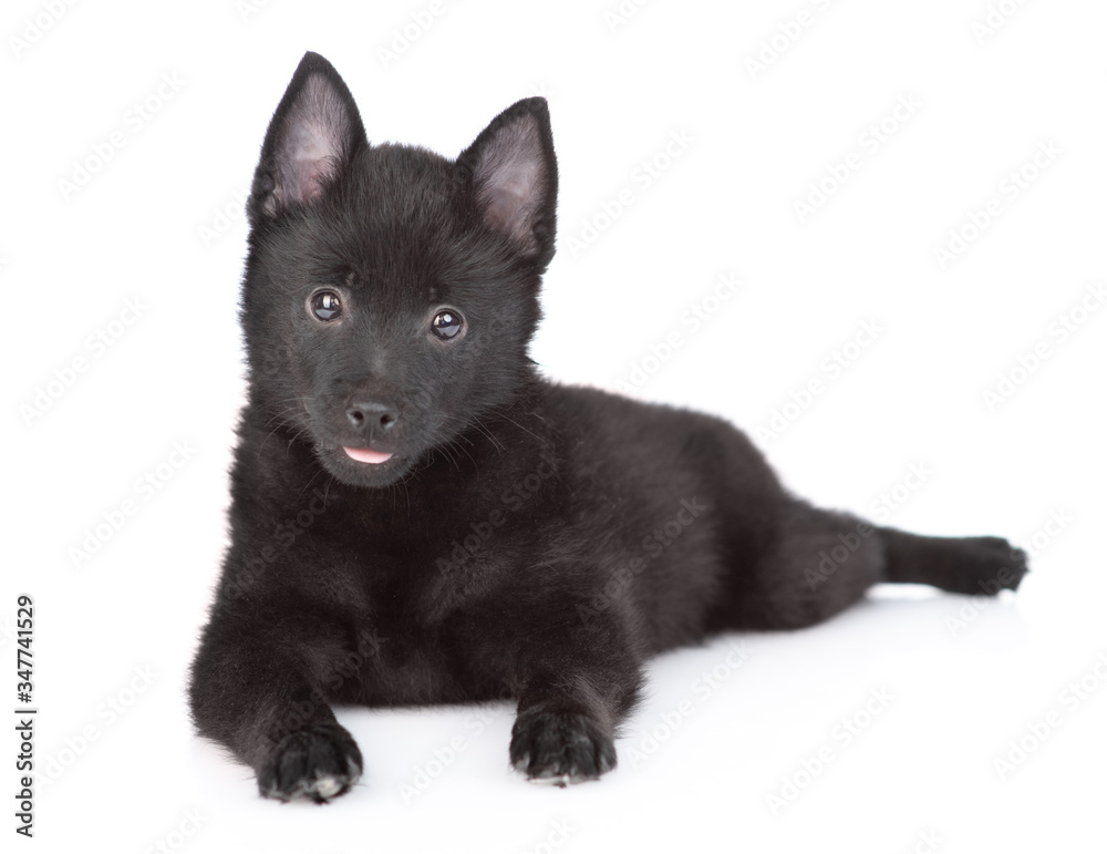 Portrait of a schipperke puppy in front view. Isolated on white background