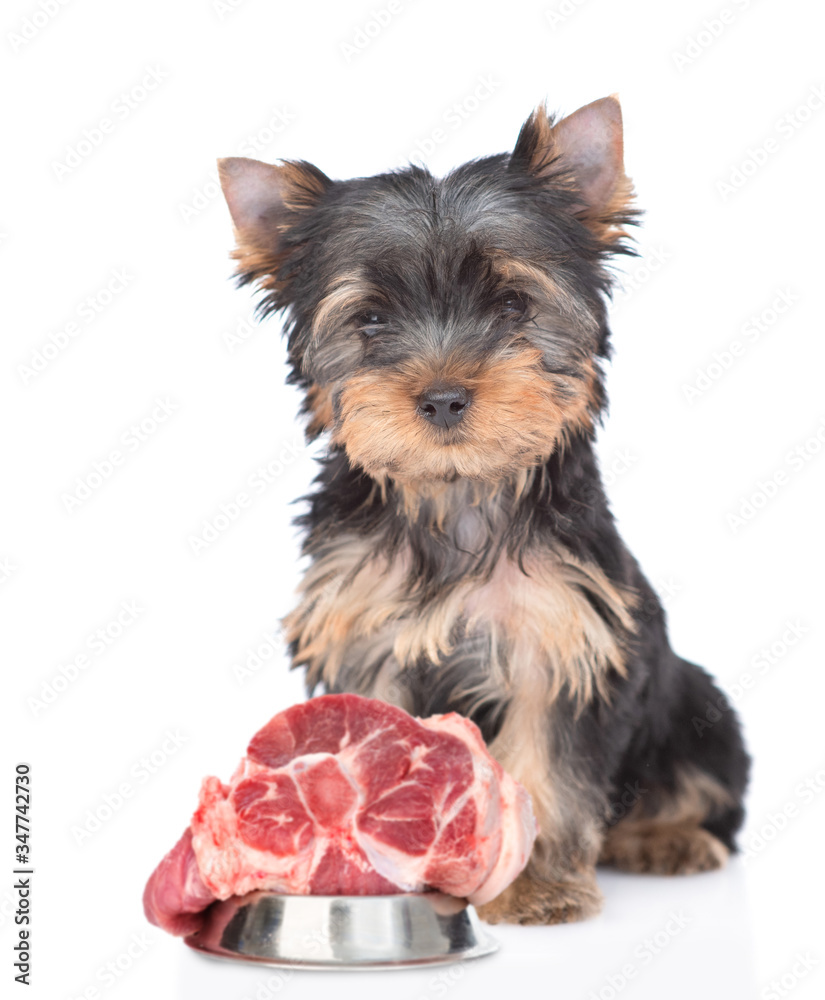 Hungry Yorkshire Terrier puppy sits with bowl of a raw meat. Isolated on white background Hungry Yorkshire Terrier puppy sits with bowl of a raw meat. Isolated on white background