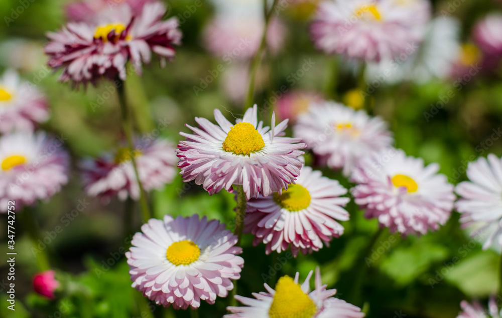 Daisies among the grass.
Flowerbed of spring flowers. Marguerite.