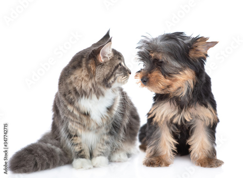 Yorkshire Terrier puppy and adult maine coon cat look at each other. Isolated on white background