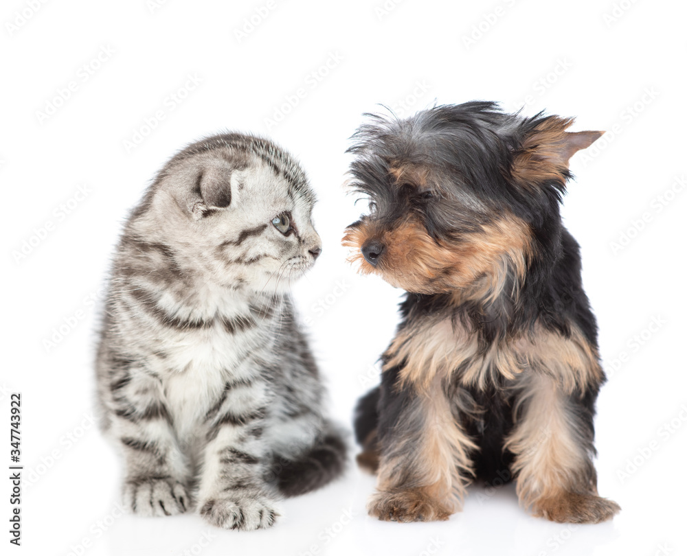 Yorkshire Terrier puppy and kitten look at each other. Isolated on white background Yorkshire Terrier puppy and kitten look at each other. Isolated on white background