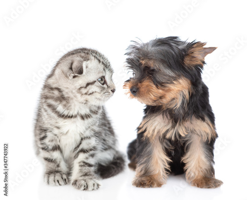 Yorkshire Terrier puppy and kitten look at each other. Isolated on white background