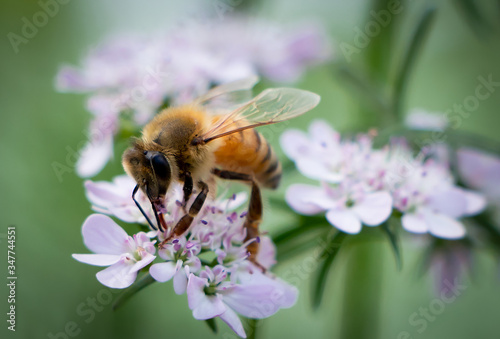 close shoot of colorful honey bee on a white purplish flower