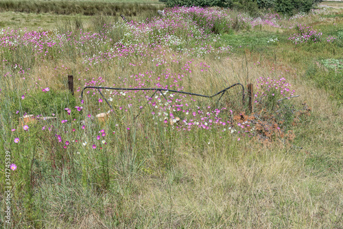 Old farm gate and cosmos flowers near Fouriesburg photo