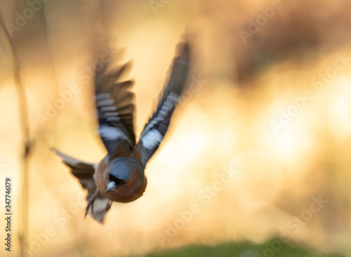 bird in flight