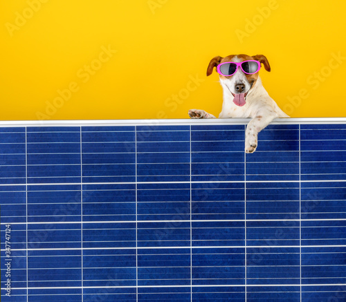 Obraz na płótnie Green Energy. A funny dog in sunglasses peeps out from behind the solar panel. Green technology and friendly for enviroment w salonie
