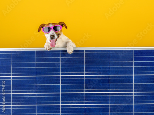 Fototapeta Naklejka Na Ścianę i Meble -  Green Energy. A funny dog in sunglasses peeps out from behind the solar panel. Green technology and friendly for enviroment