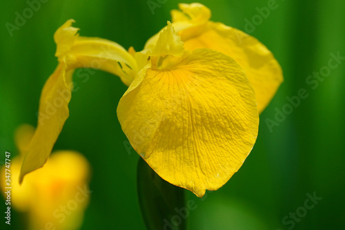 wild yellow iris flower 