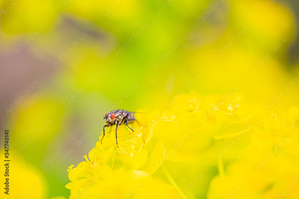 fly in nature on a flower fly in nature on a flower