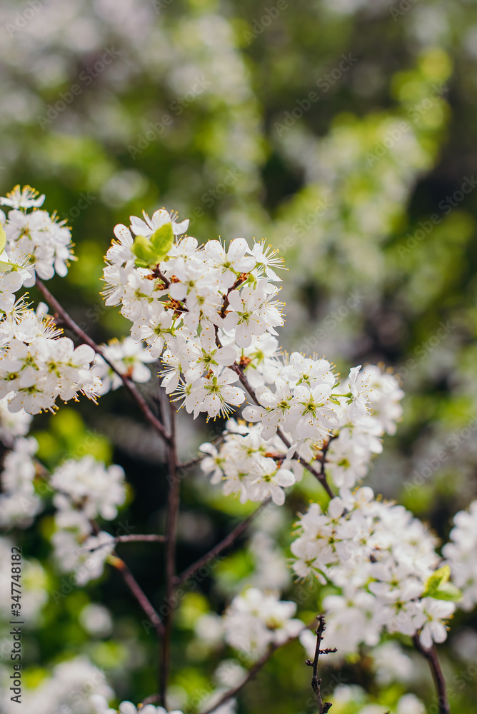 Cherry trees whith white blossoms blooming in the garden, white flowering, white flowers Cherry trees whith white blossoms blooming in the garden, white flowering, white flowers