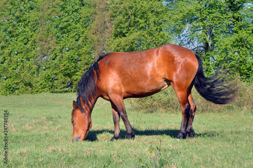 Horse on nature. Portrait of a horse