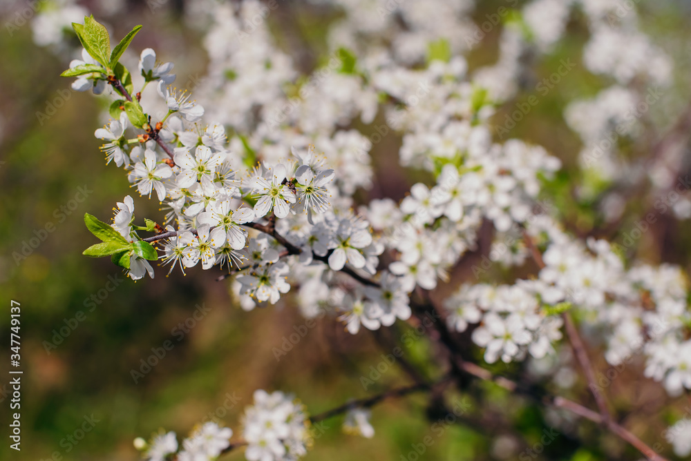 Cherry trees whith white blossoms blooming in the garden, white flowering, white flowers Cherry trees whith white blossoms blooming in the garden, white flowering, white flowers