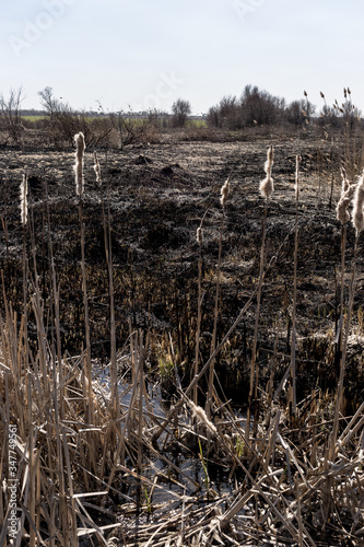 Scorched reed field. Consequences of careless handling of fire.
