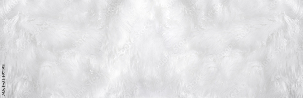 Wide animal white wool sheep background in top view light natural. Grey fluffy seamless cotton panoramic texture. Wrinkled lamb fur coat skin, rug mat raw material,  fleece woolly textile concept