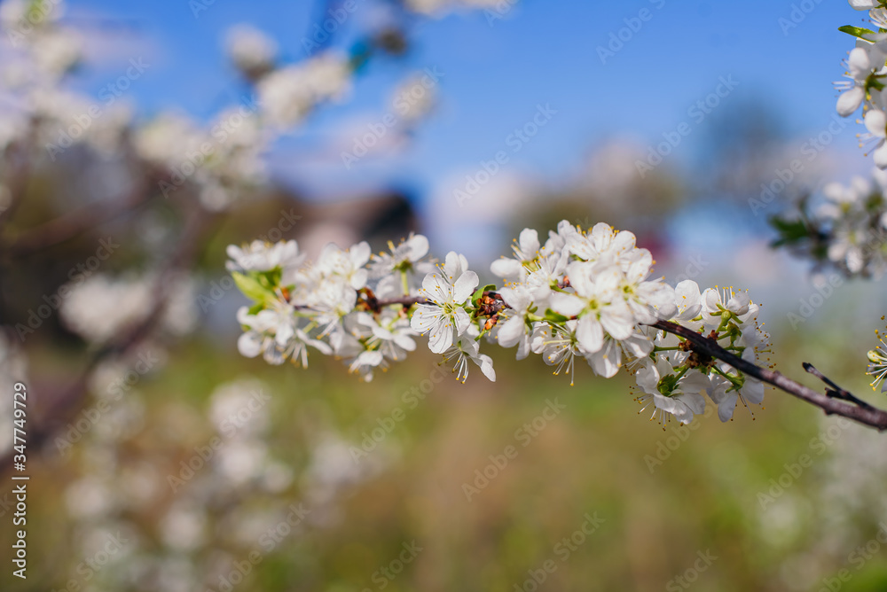 Cherry trees whith white blossoms blooming in the garden, white flowering, white flowers Cherry trees whith white blossoms blooming in the garden, white flowering, white flowers