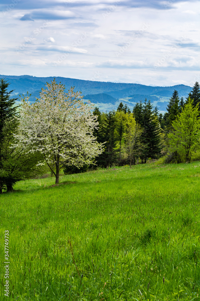 A spring flowering tree in a forest clearing. Spring Beskids landscape. A spring flowering tree in a forest clearing. Spring Beskids landscape.