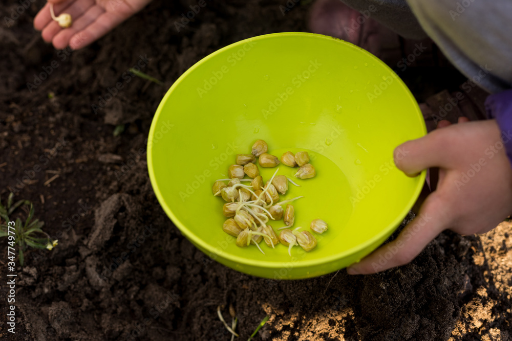 The process of planting germinated corn kernels The process of planting germinated corn kernels