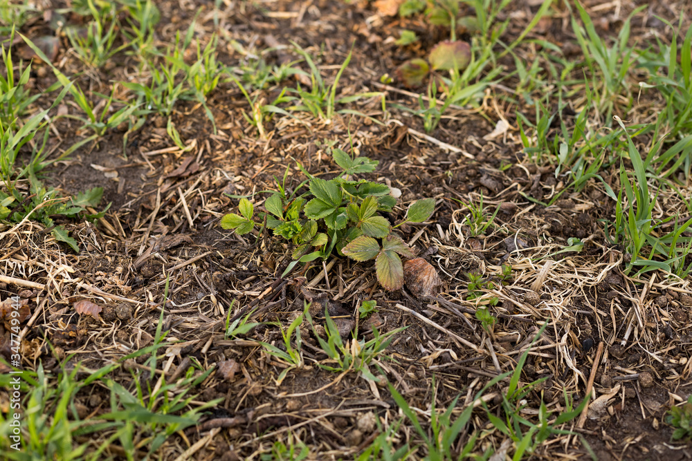 Fototapeta premium Young strawberry seedling in the sandy soil