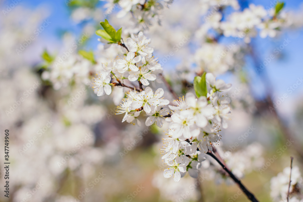 Cherry trees whith white blossoms blooming in the garden, white flowering, white flowers Cherry trees whith white blossoms blooming in the garden, white flowering, white flowers