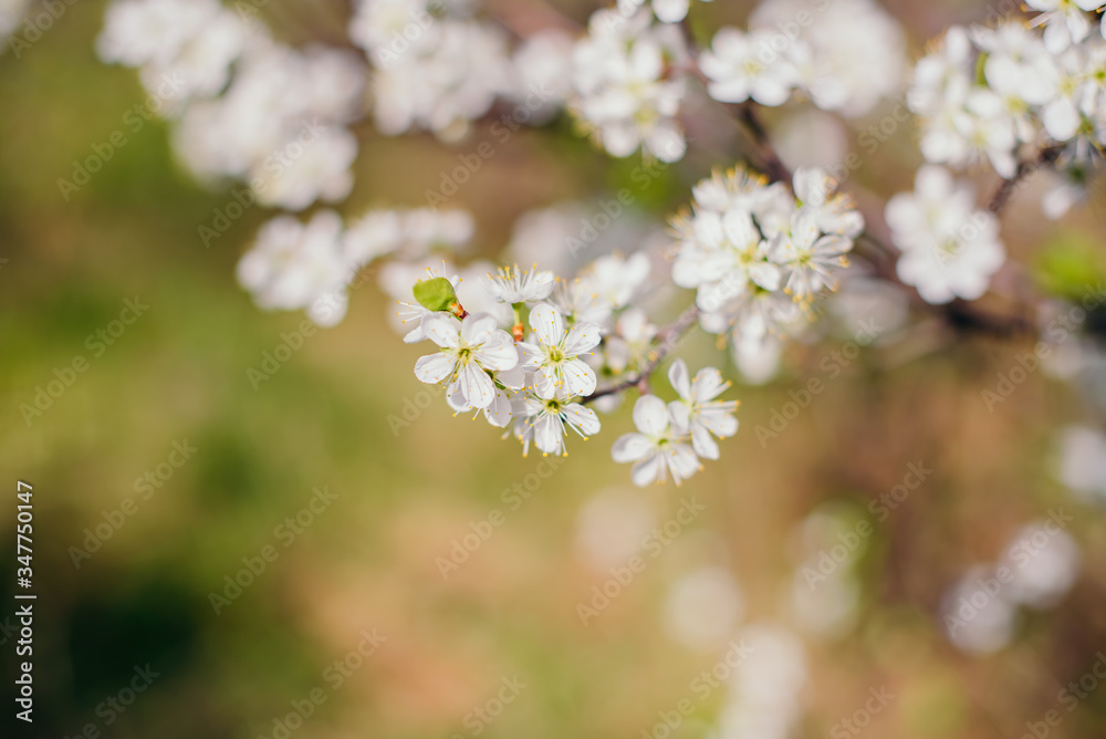 Cherry trees whith white blossoms blooming in the garden, white flowering, white flowers Cherry trees whith white blossoms blooming in the garden, white flowering, white flowers