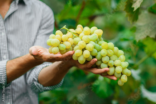 Farmers hands with freshly harvested grapes