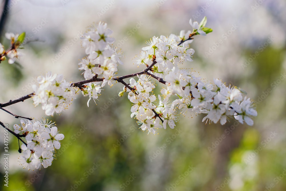Cherry trees whith white blossoms blooming in the garden, white flowering, white flowers Cherry trees whith white blossoms blooming in the garden, white flowering, white flowers