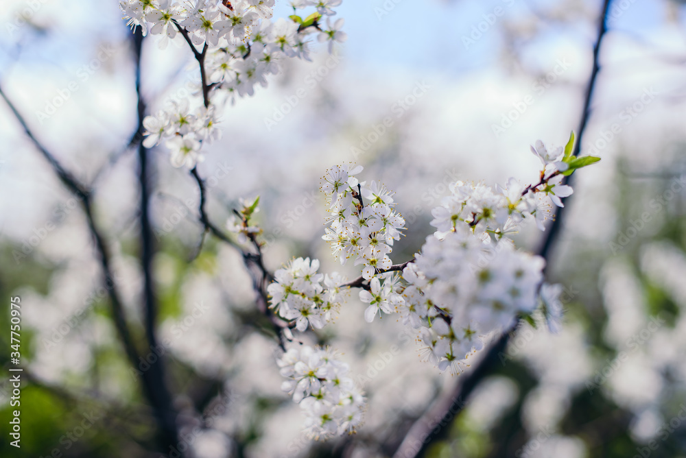 Cherry trees whith white blossoms blooming in the garden, white flowering, white flowers Cherry trees whith white blossoms blooming in the garden, white flowering, white flowers