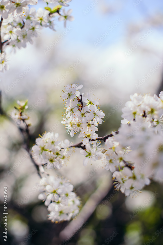 Cherry trees whith white blossoms blooming in the garden, white flowering, white flowers Cherry trees whith white blossoms blooming in the garden, white flowering, white flowers