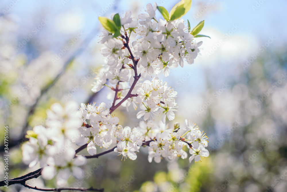 Cherry trees whith white blossoms blooming in the garden, white flowering, white flowers