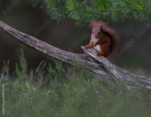 red squirrel in the forest