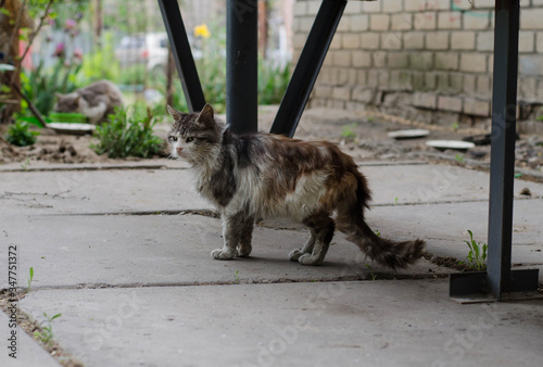 Fototapeta Naklejka Na Ścianę i Meble -  Street cat is sitting on the street. A stray, domestic cat walks along the street.