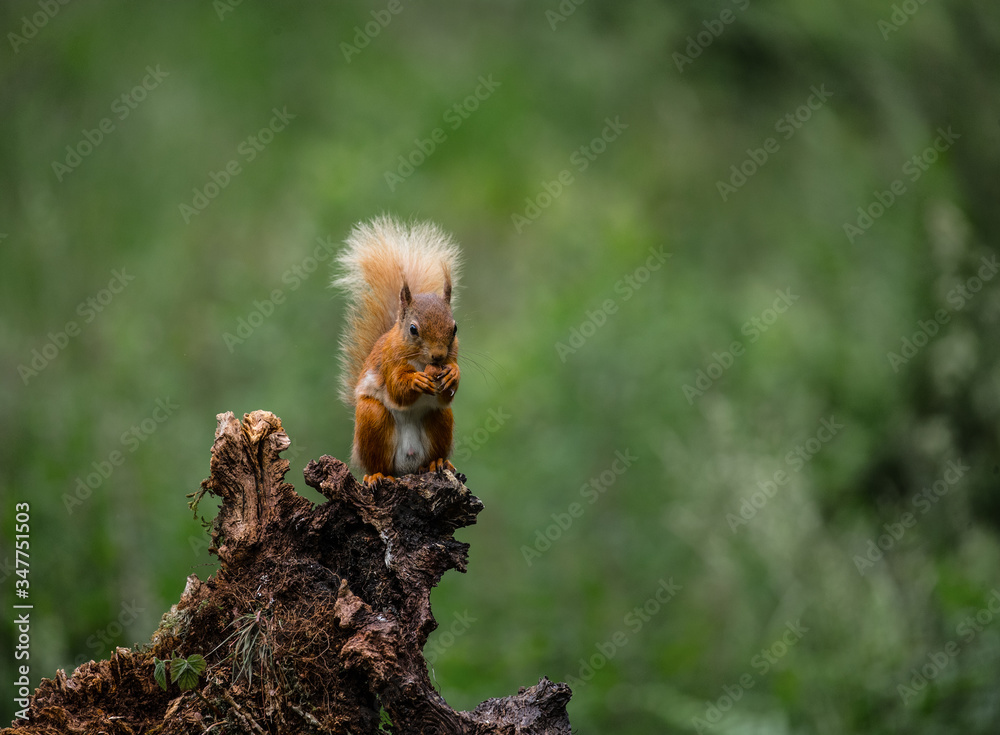 Naklejka premium Red squirrel on a tree eating