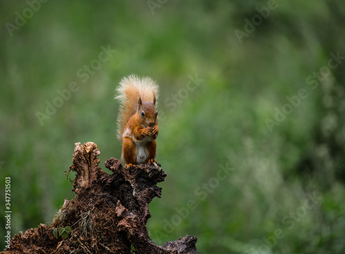 Red squirrel on a tree eating