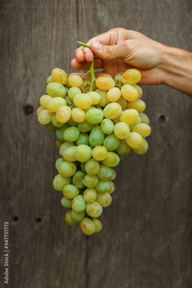 Farmers hands with freshly harvested grapes Farmers hands with freshly harvested grapes