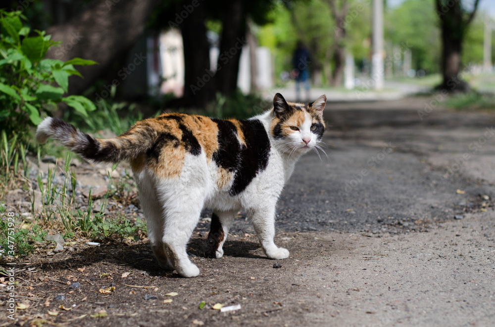 Yard cat walks along the street. Street cat is resting in the grass. Yard cat walks along the street. Street cat is resting in the grass.