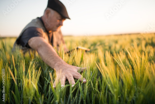 Farmer in a wheat field checking crop. Agricultural concept. Uses smart technology