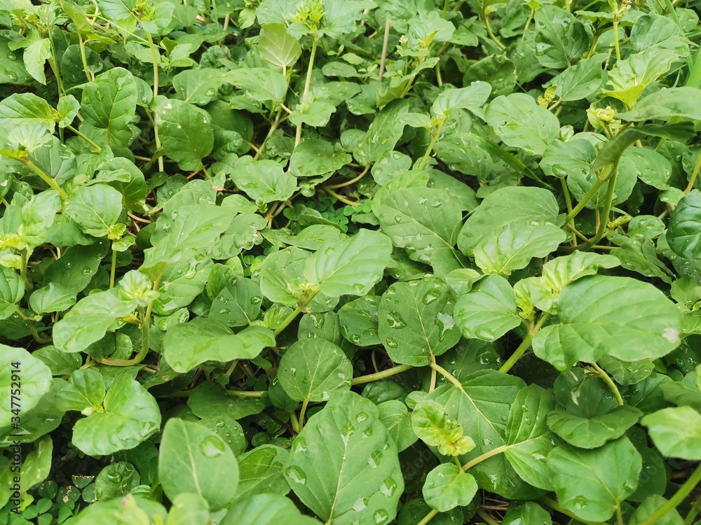 green leaves background green leaves background