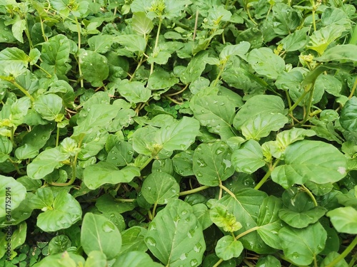 Wallpaper Mural green leaves background Torontodigital.ca