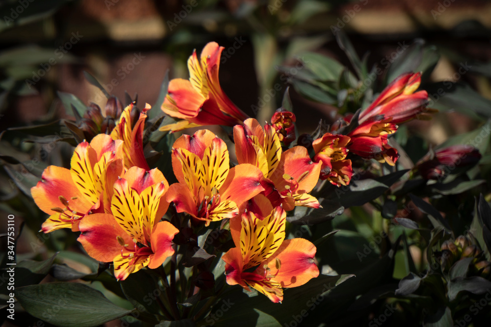 Orange Salpiglossis Flowers Orange Salpiglossis Flowers