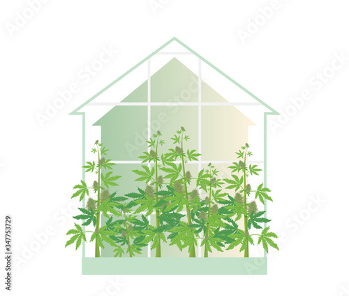 Cannabis marijuana plants in a greenhouse vector illustration. Flowering hemp bushes with heads.