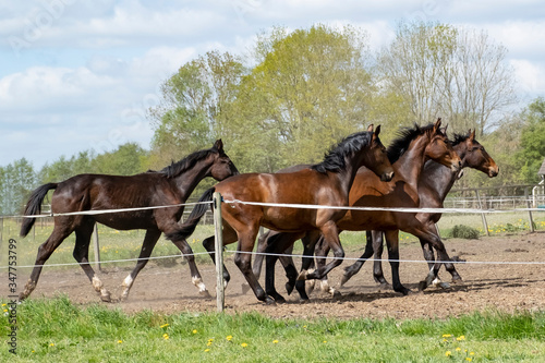 Natural landscape. A view of a herd of horses. At a sunny day. Blue sky. Galloping dressage and jumping stallions in a meadow. Breeding. Animals. concept background