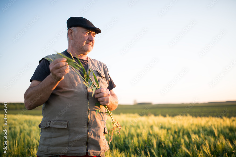 Senior farmer in field examining wheat corp