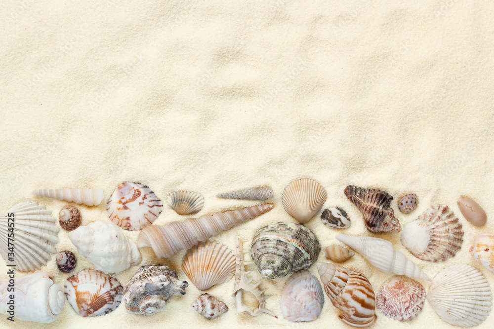 Flat lay of seashells on white sand background, concept of beach vacation, top view with copy space Flat lay of seashells on white sand background, concept of beach vacation, top view with copy space