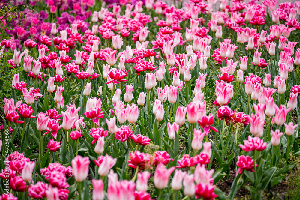 tulip on a tulip field tulip on a tulip field