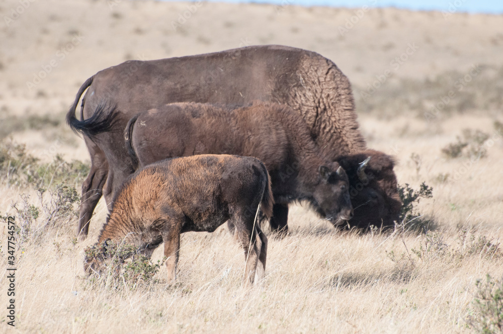 Bison or Buffalo Calf, changing colour, young bison, mature cow bison on native prairie grass with shrubby cinquefoil Bison or Buffalo Calf, changing colour, young bison, mature cow bison on native prairie grass with shrubby cinquefoil