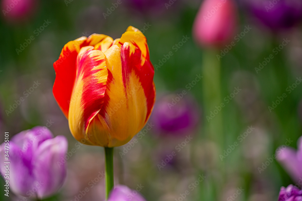 tulip on a tulip field tulip on a tulip field