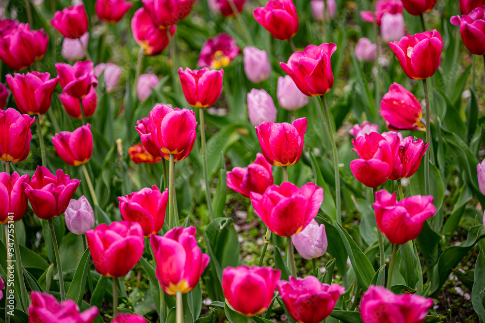 tulip on a tulip field