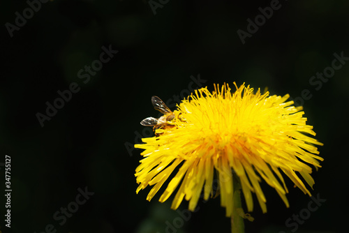 A bee hiding among the dandelion petals in search of nectar.