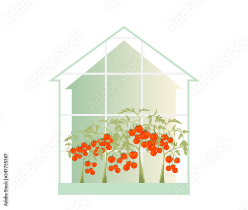 Garden concept vector illustration. Tomato plant in a greenhouse.